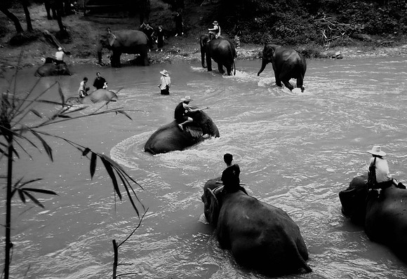 Elephant River
