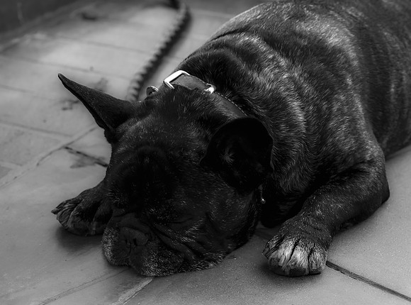 sleeping dog-Mission Beach, CA